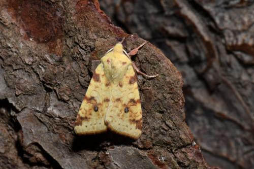 Réf. 240 490 : Xanthia icteritia